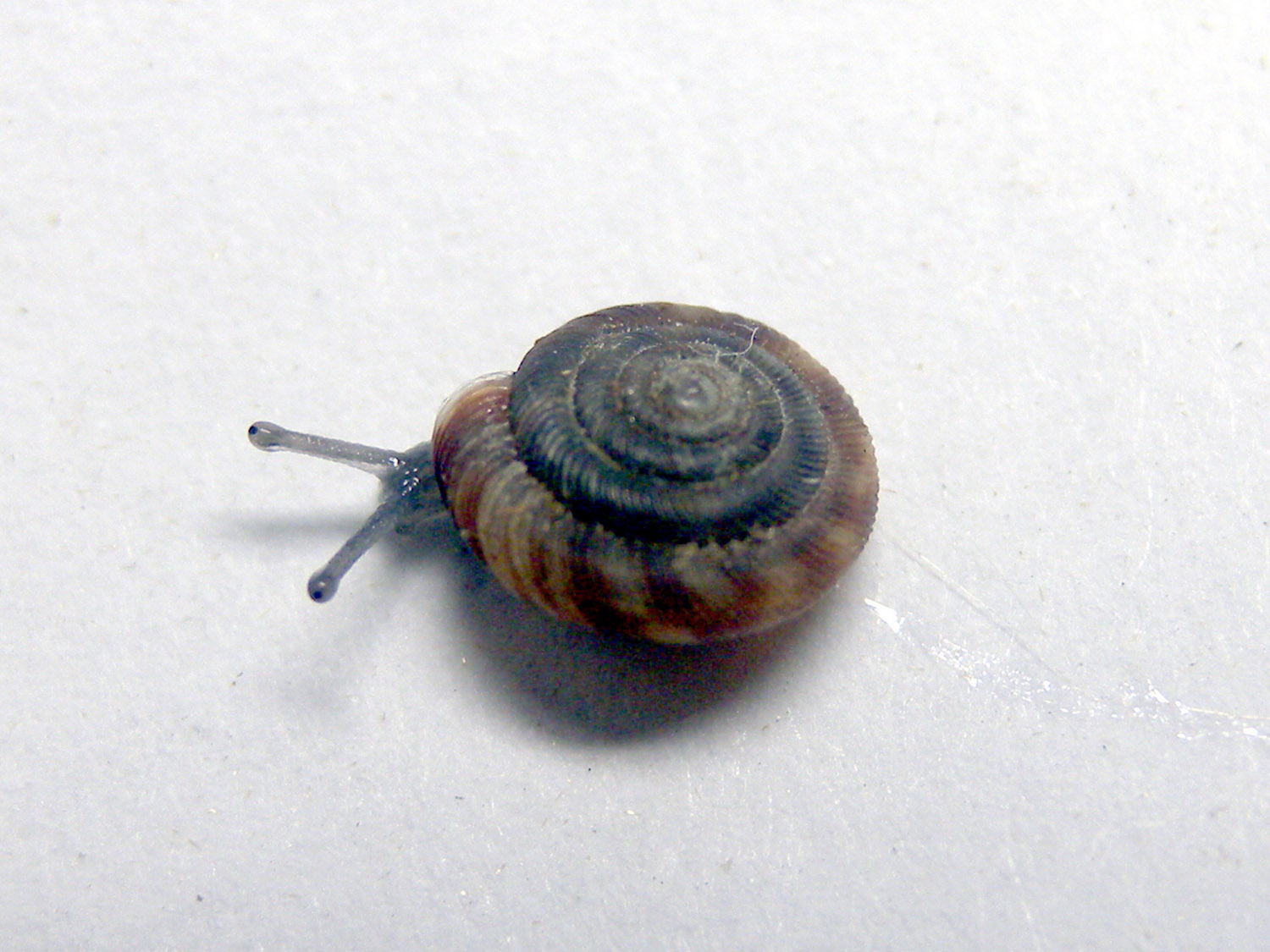 Piccoli dischetti striati da identificare